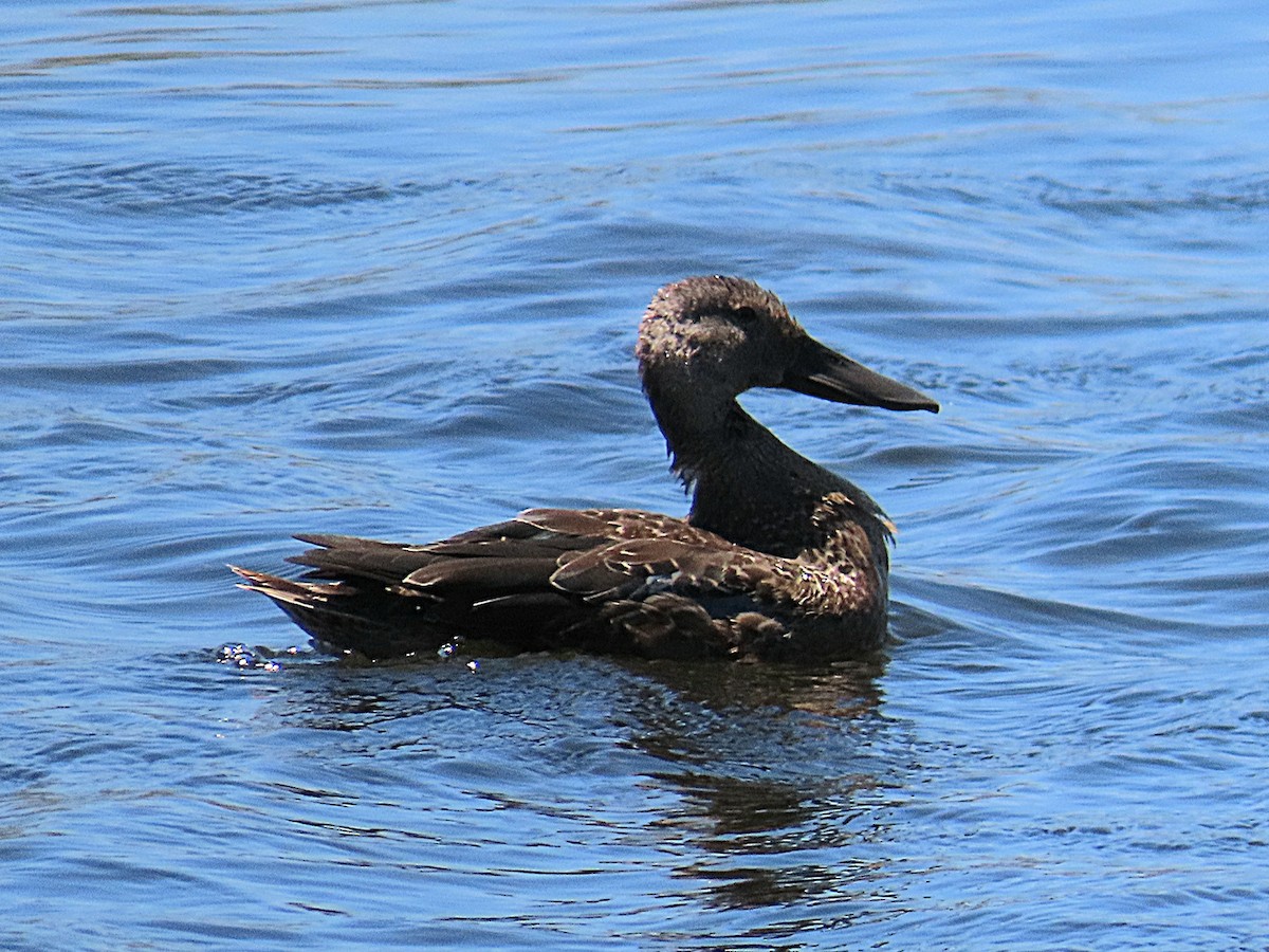 lžičák kapský - ML647174631