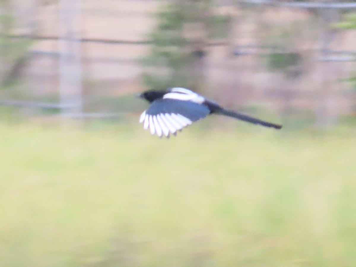 straka čínská - ML647174632