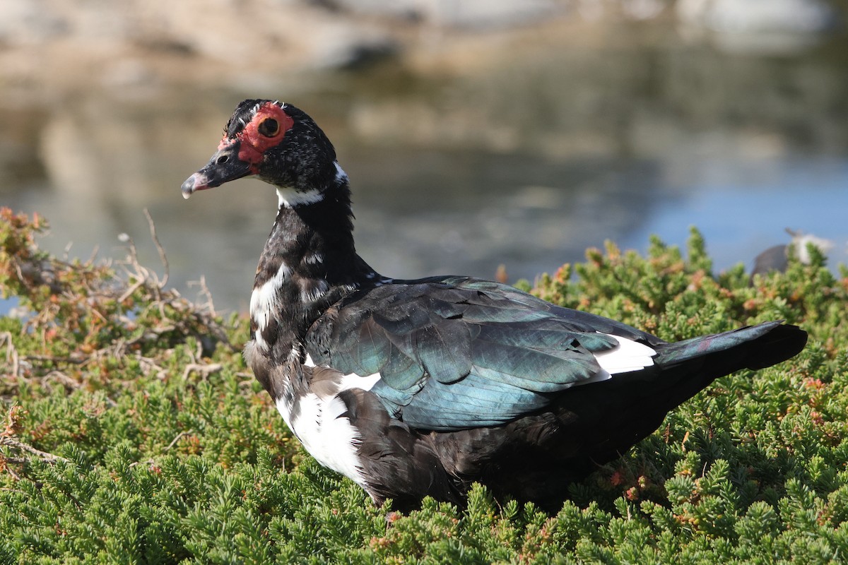 Muscovy Duck (Domestic type) - ML647174634