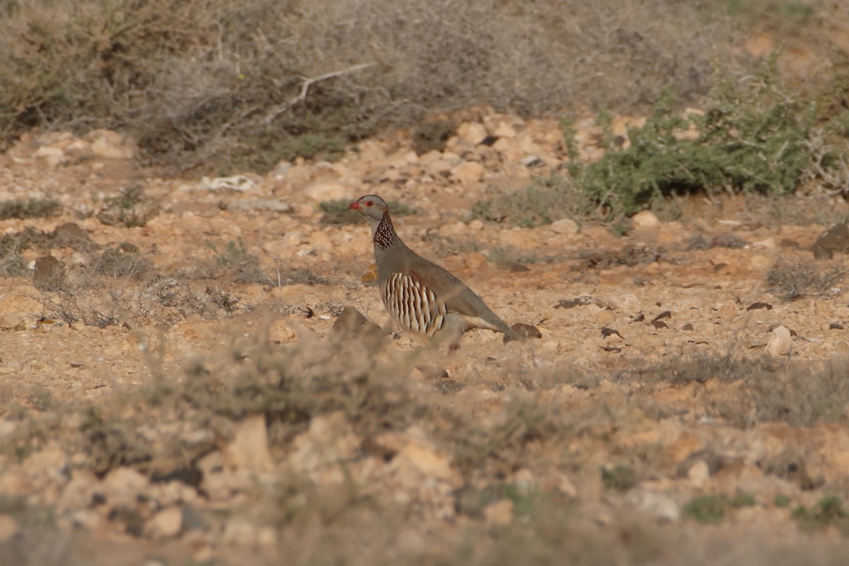 Barbary Partridge - ML647174640