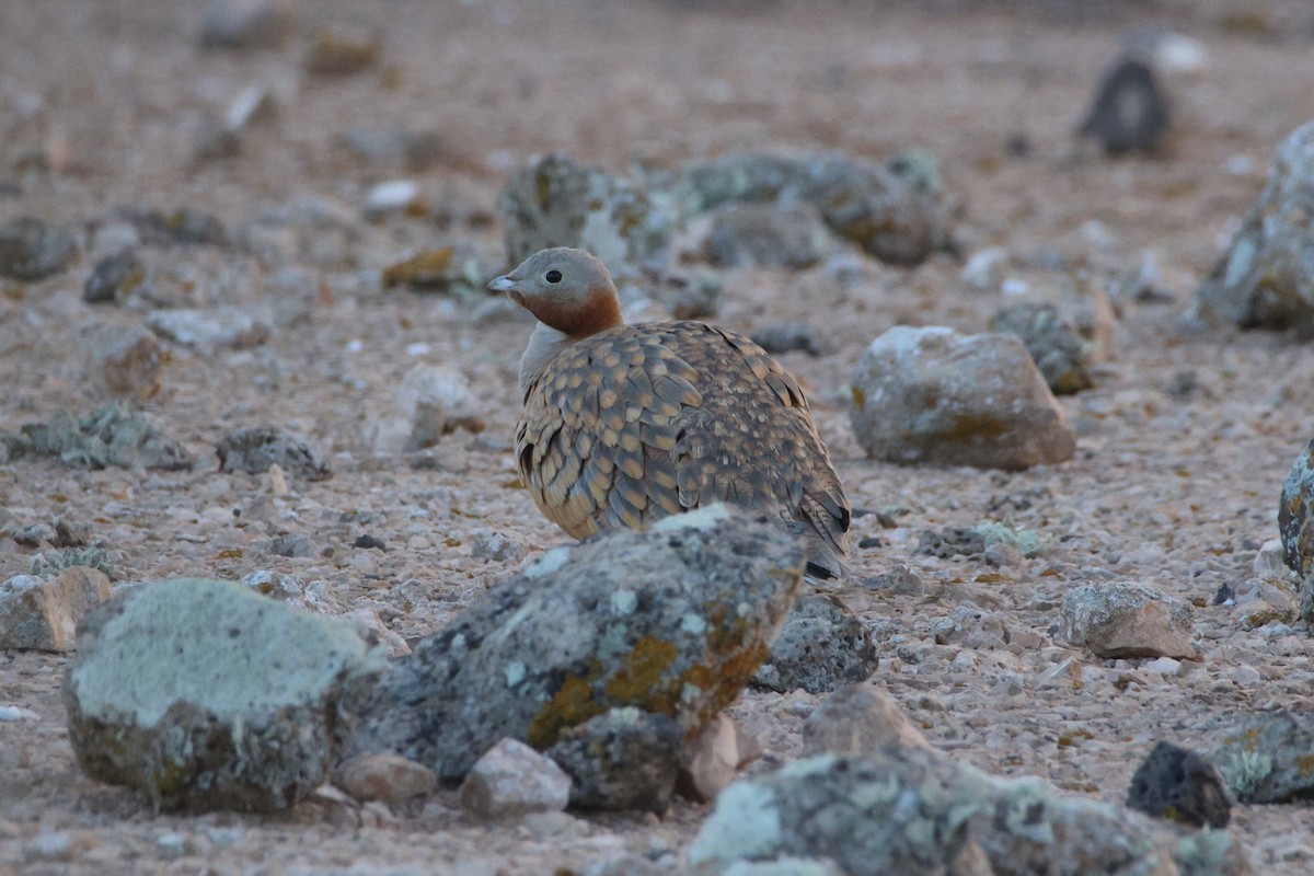 Black-bellied Sandgrouse - ML647174644