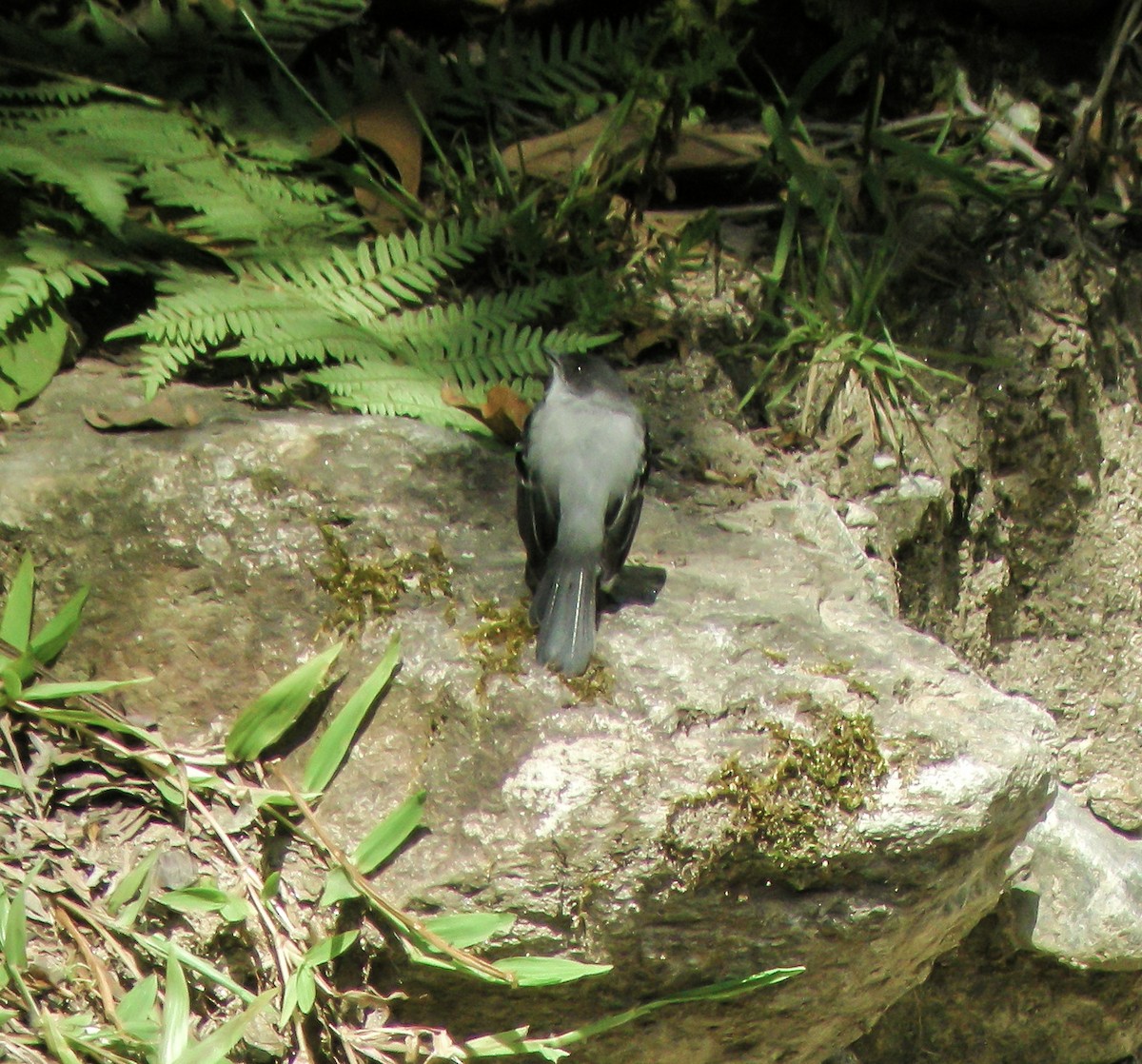 Torrent Tyrannulet - ML647174647