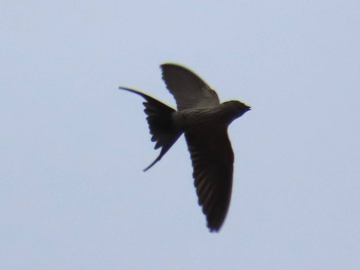 Eastern Red-rumped Swallow (Striated) - ML647174650