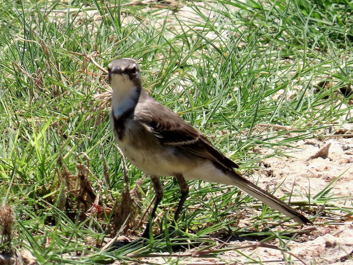 サメハクセキレイ - ML647174654