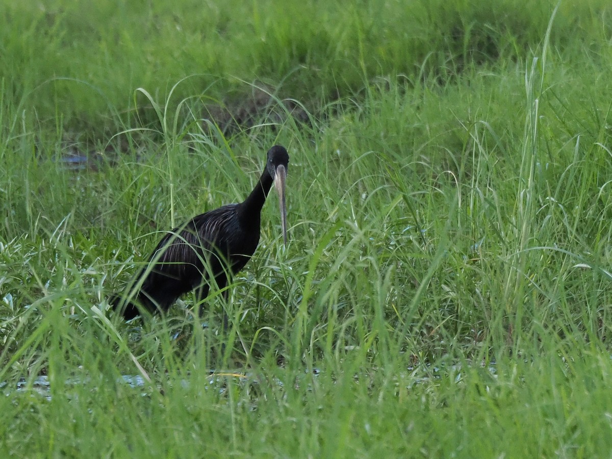 クロスキハシコウ - ML647174655