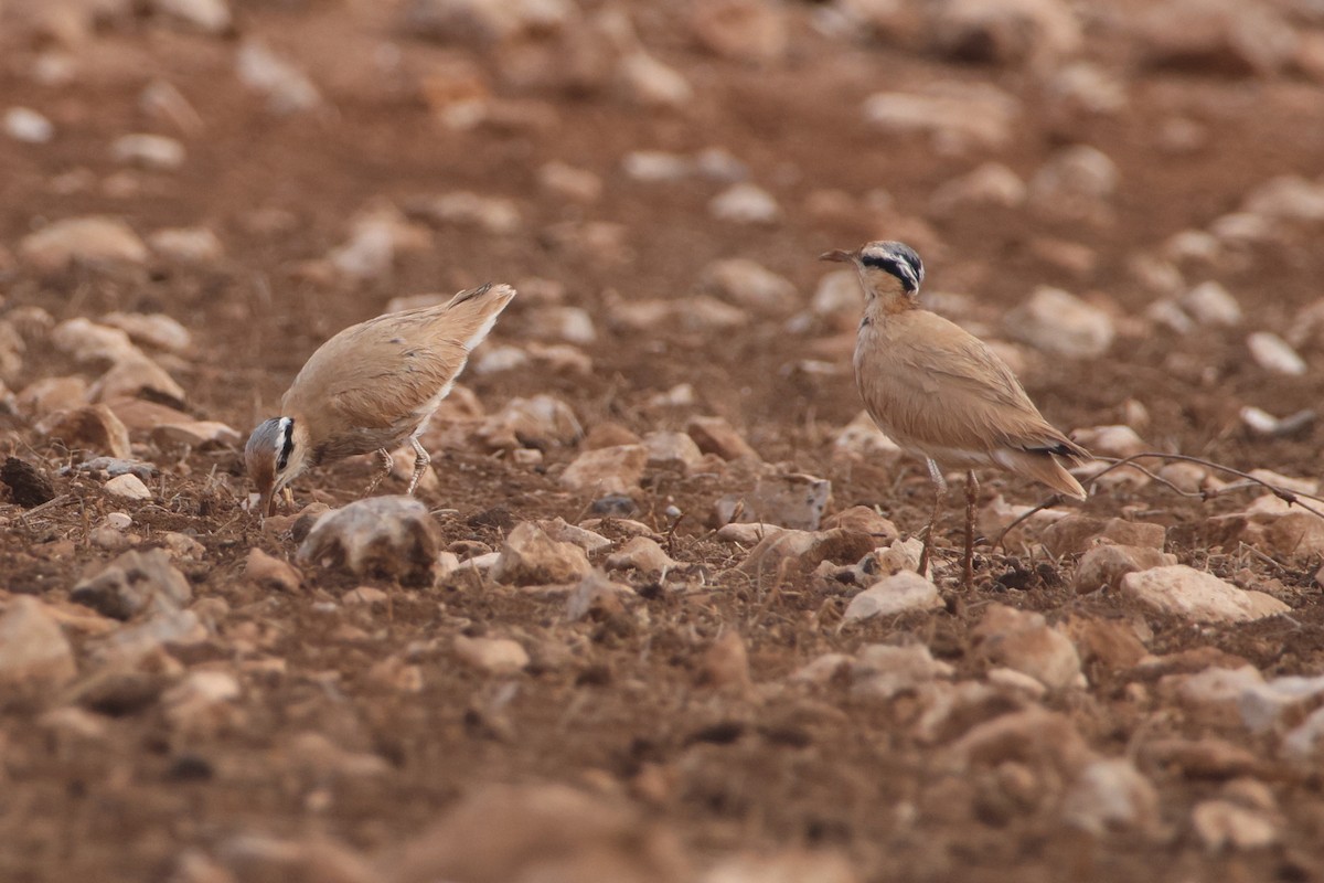 Cream-colored Courser - ML647174659