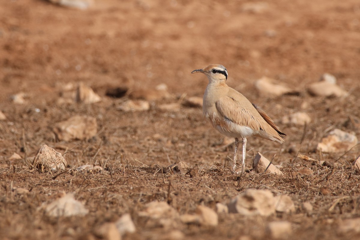 Cream-colored Courser - ML647174660