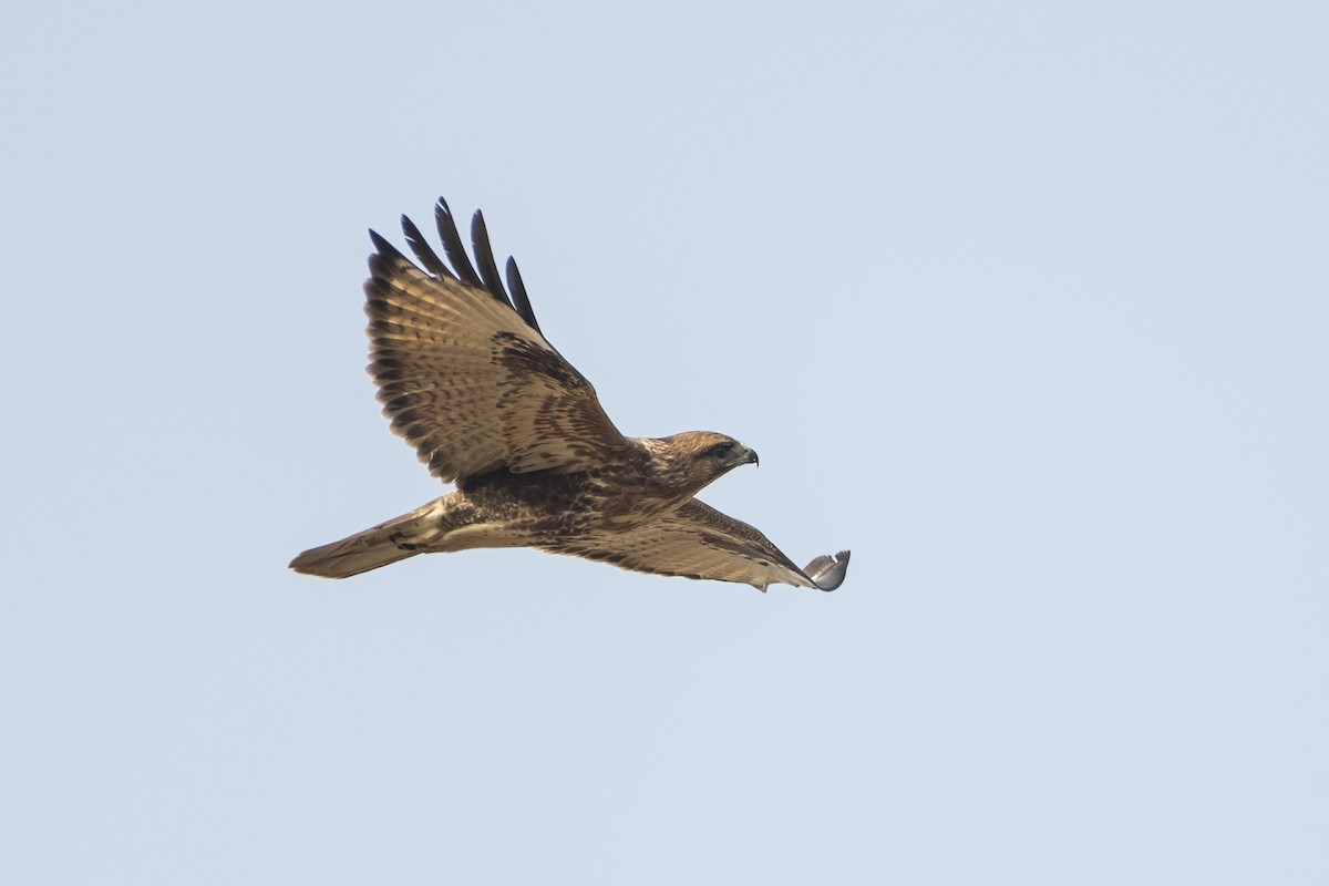 Kızıl Şahin - ML647174675