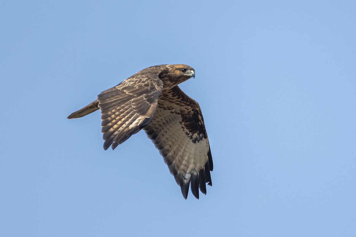 Kızıl Şahin - ML647174677