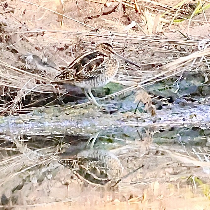 Common Snipe - ML647174680