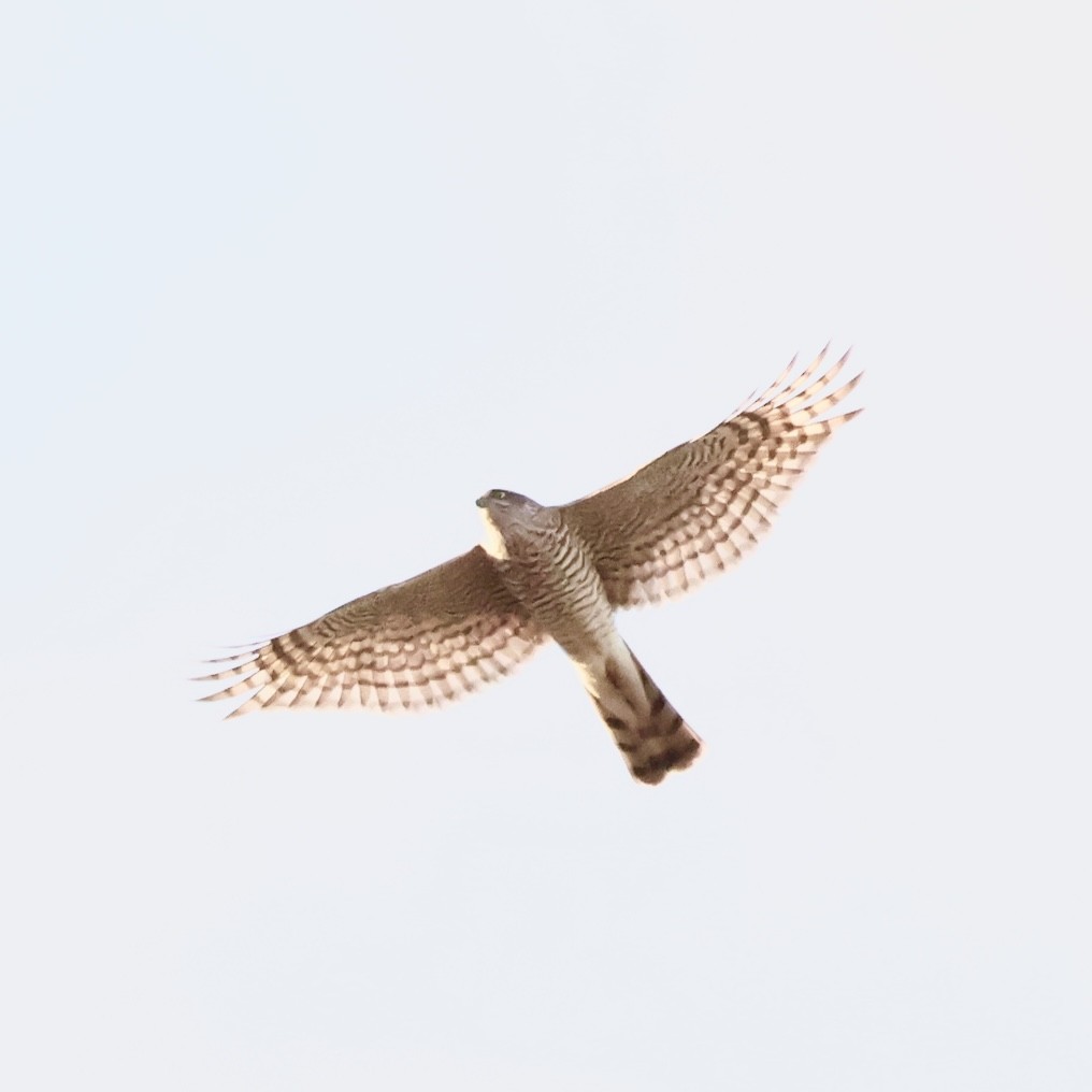 Eurasian Sparrowhawk - ML647174682