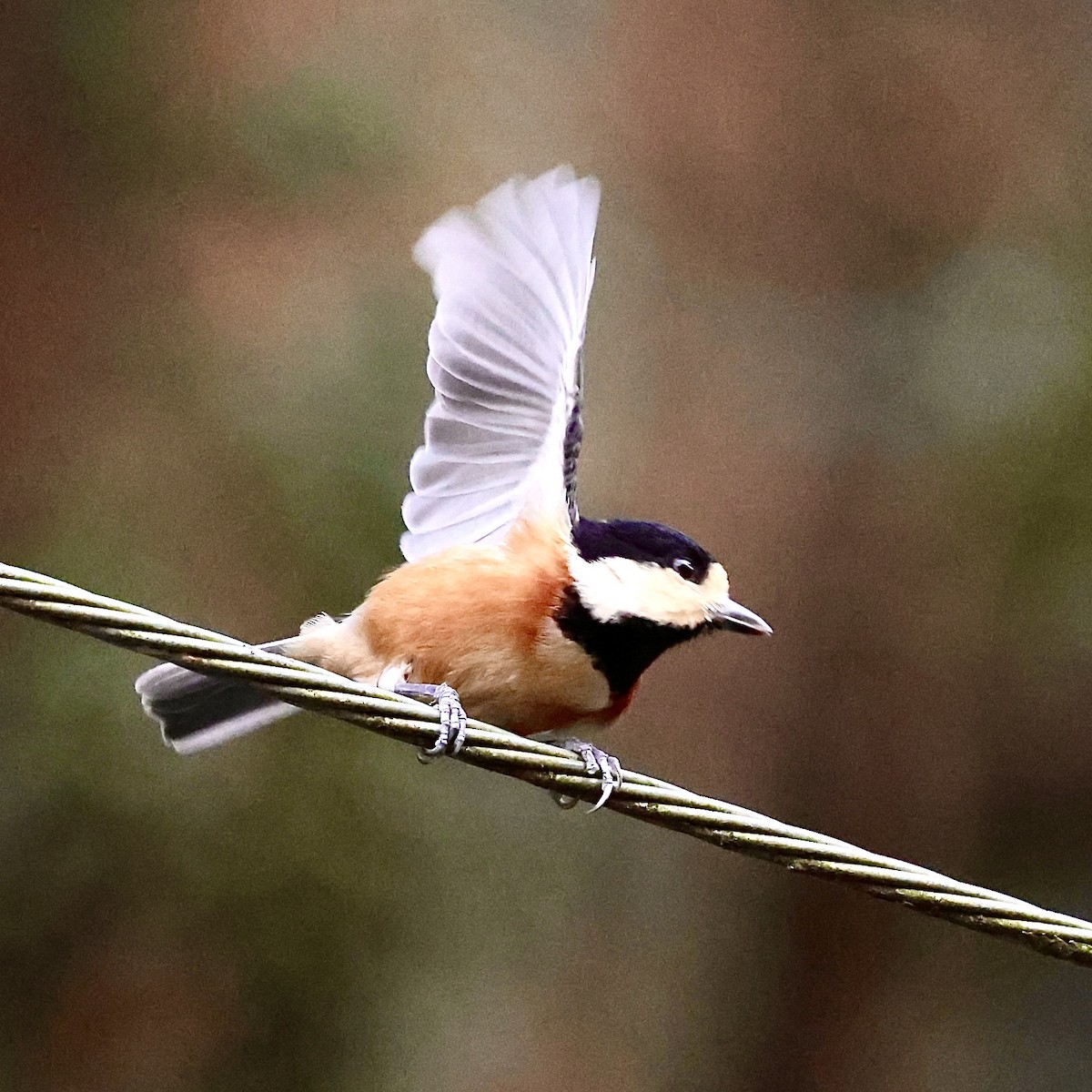 Varied Tit - ML647174686