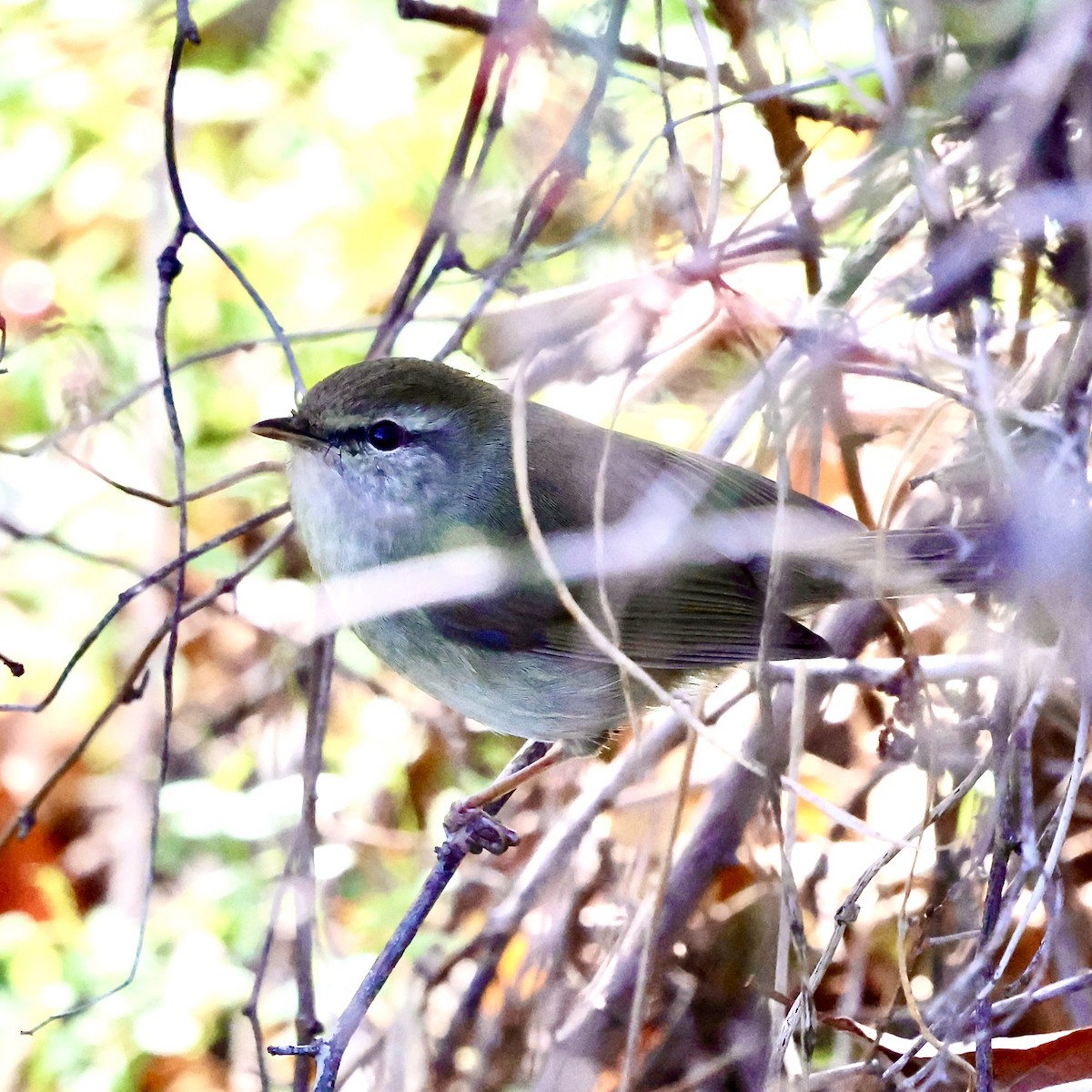 Japanese Bush Warbler - ML647174691