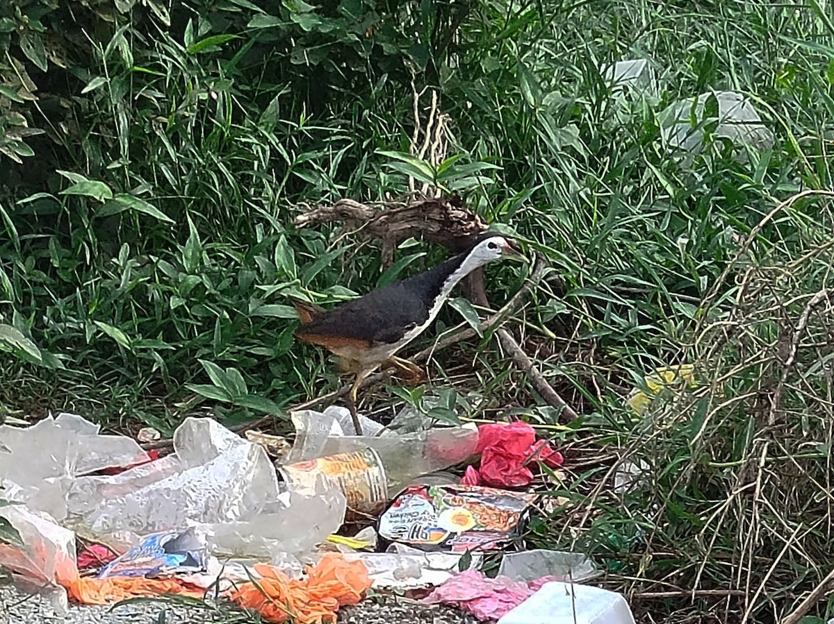 White-breasted Waterhen - ML647174693