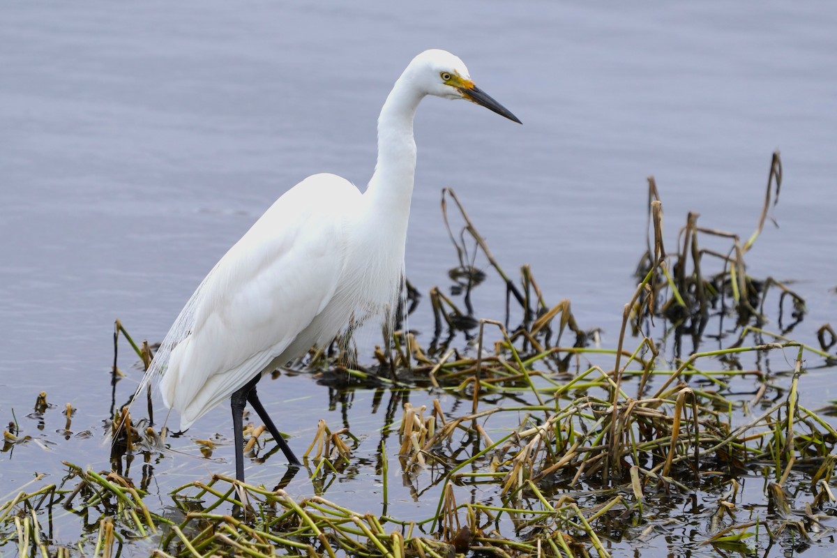Medium Egret - ML647174694