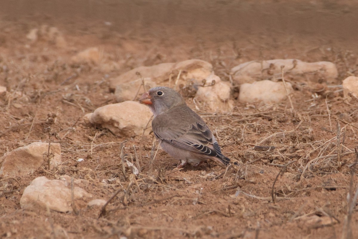 Trumpeter Finch - ML647174695