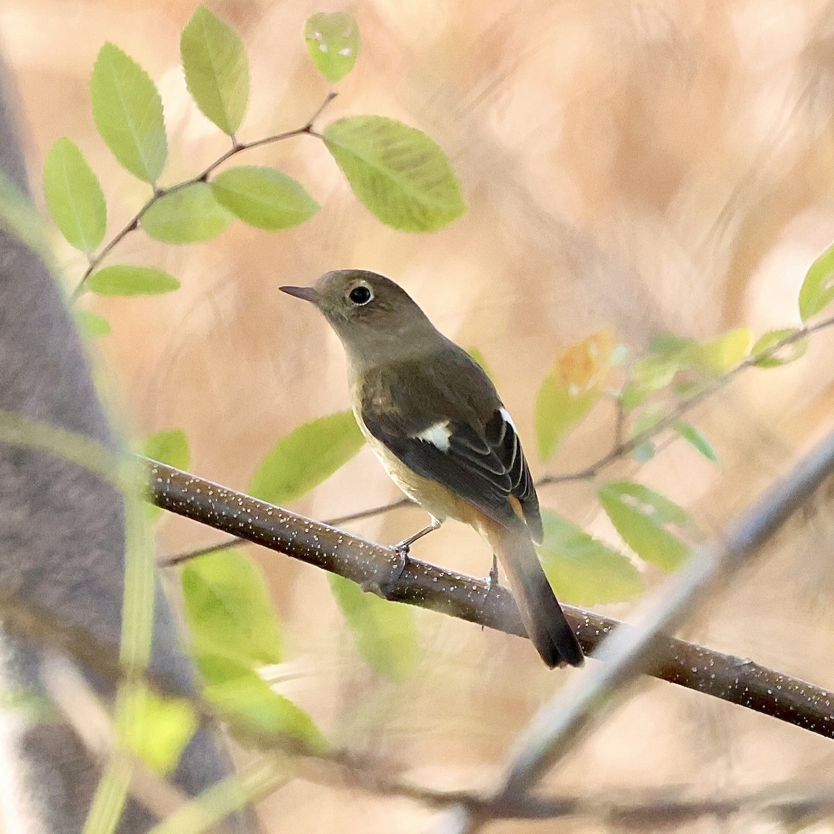 Daurian Redstart - ML647174696