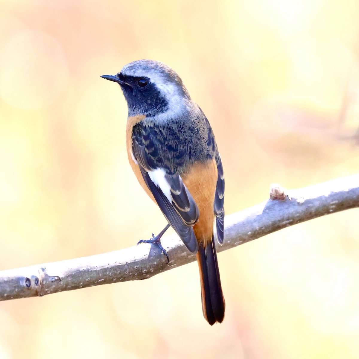 Daurian Redstart - ML647174697