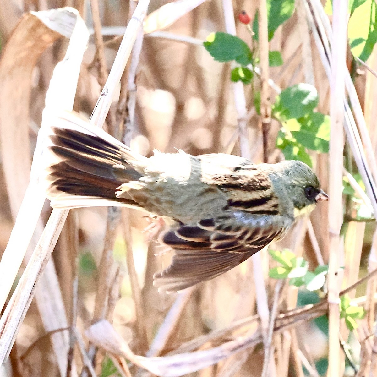 Masked Bunting - ML647174702