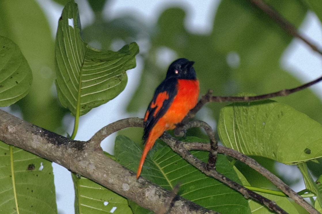Scarlet Minivet - ML647174708