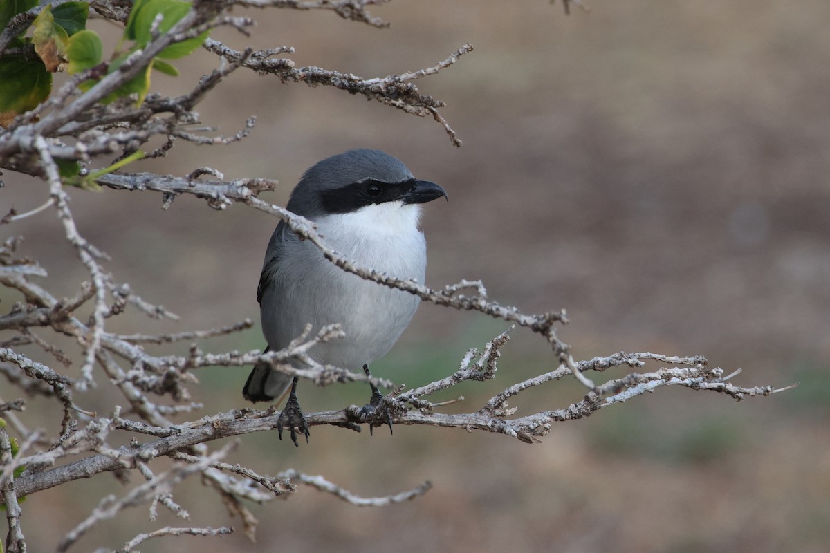 Үнсэн дунхай - ML647174709