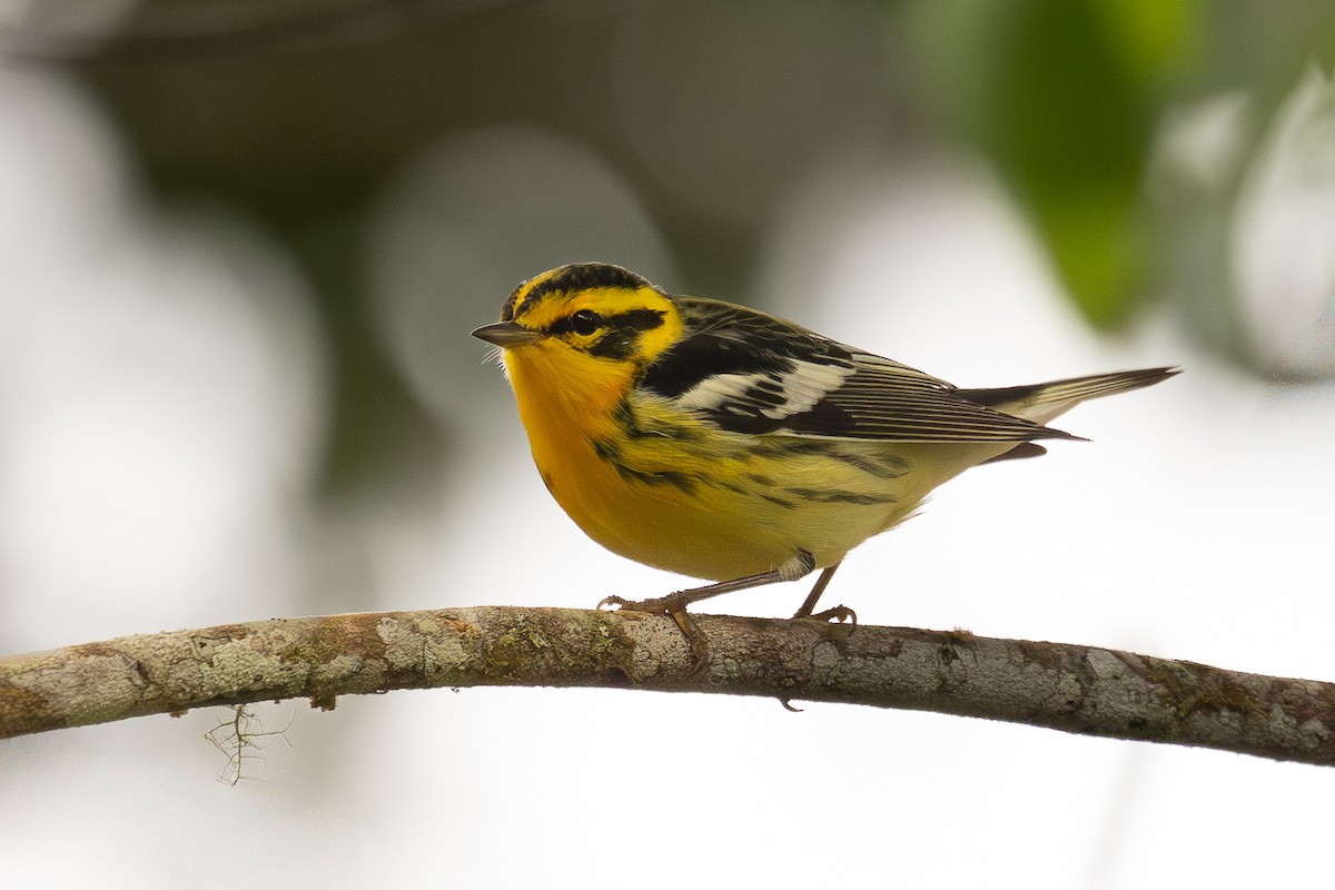 Blackburnian Warbler - ML647174712