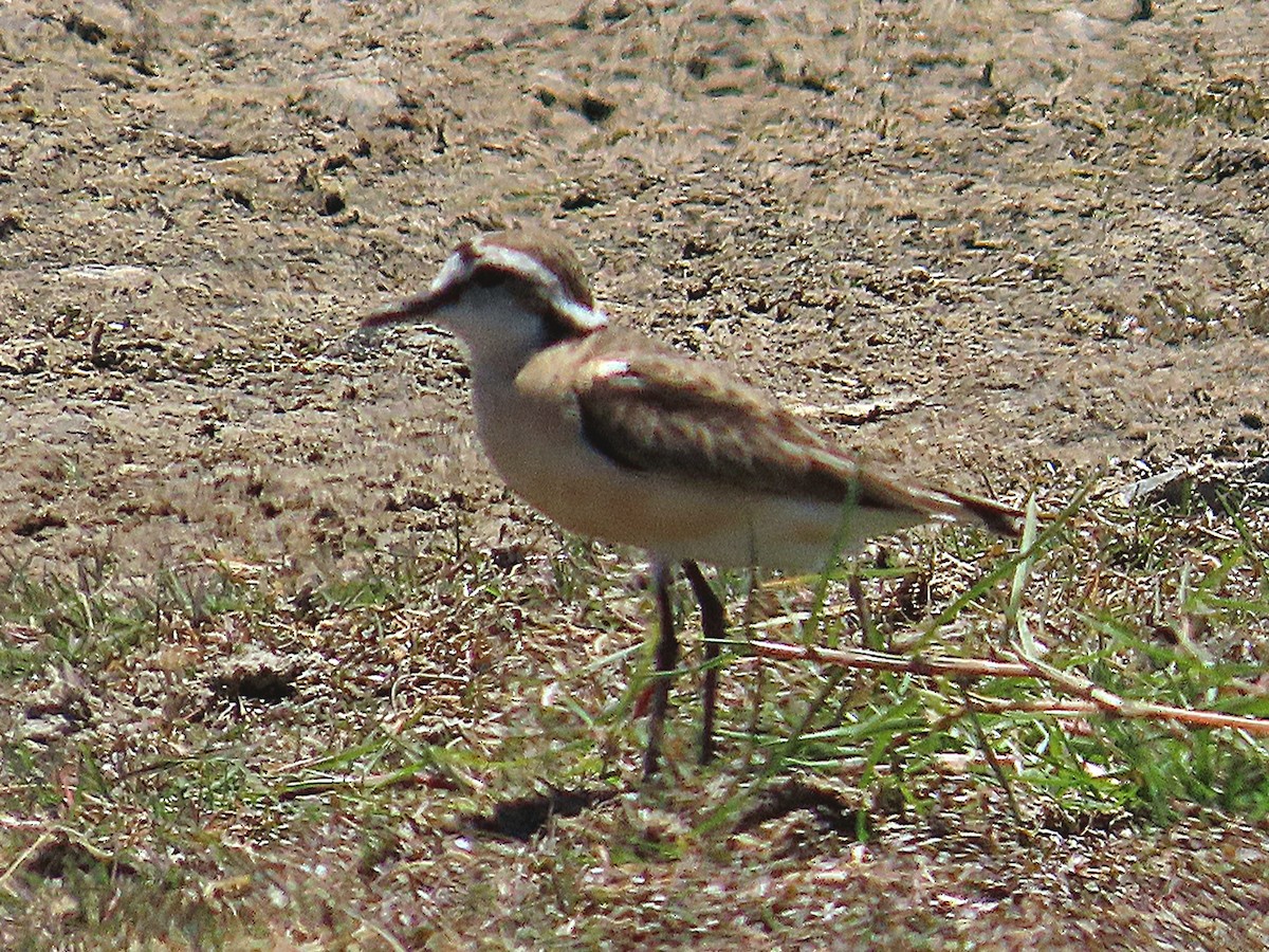 ヒメチドリ - ML647174714