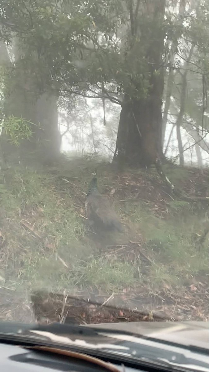 Indian Peafowl (Domestic type) - ML647174718