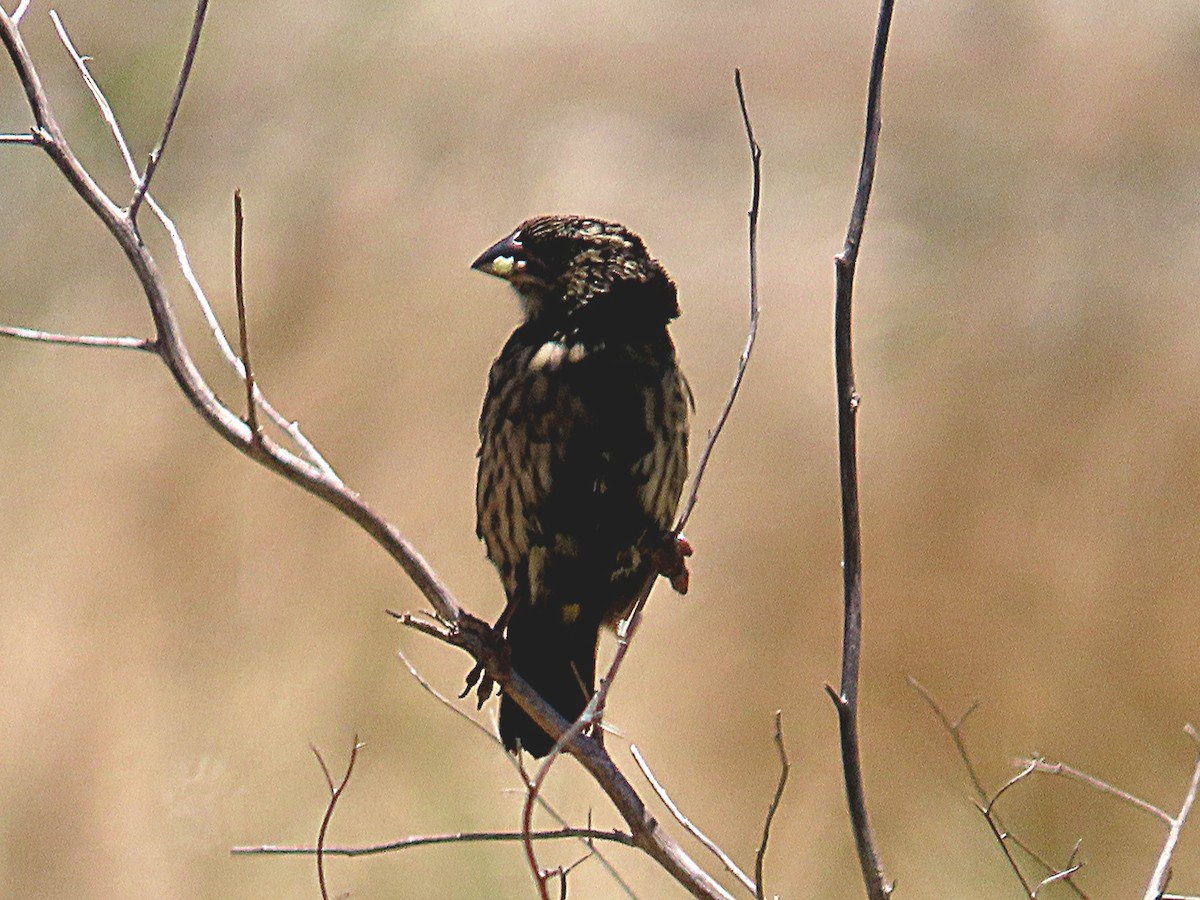 キゴシオウゴンチョウ - ML647174722