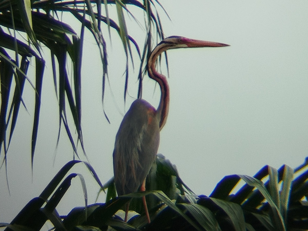 ムラサキサギ - ML647174726