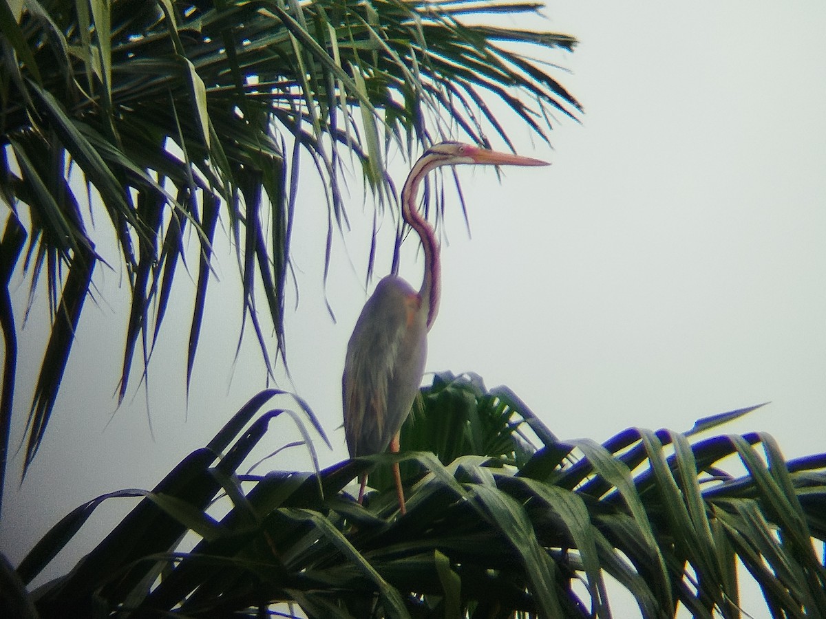 ムラサキサギ - ML647174727