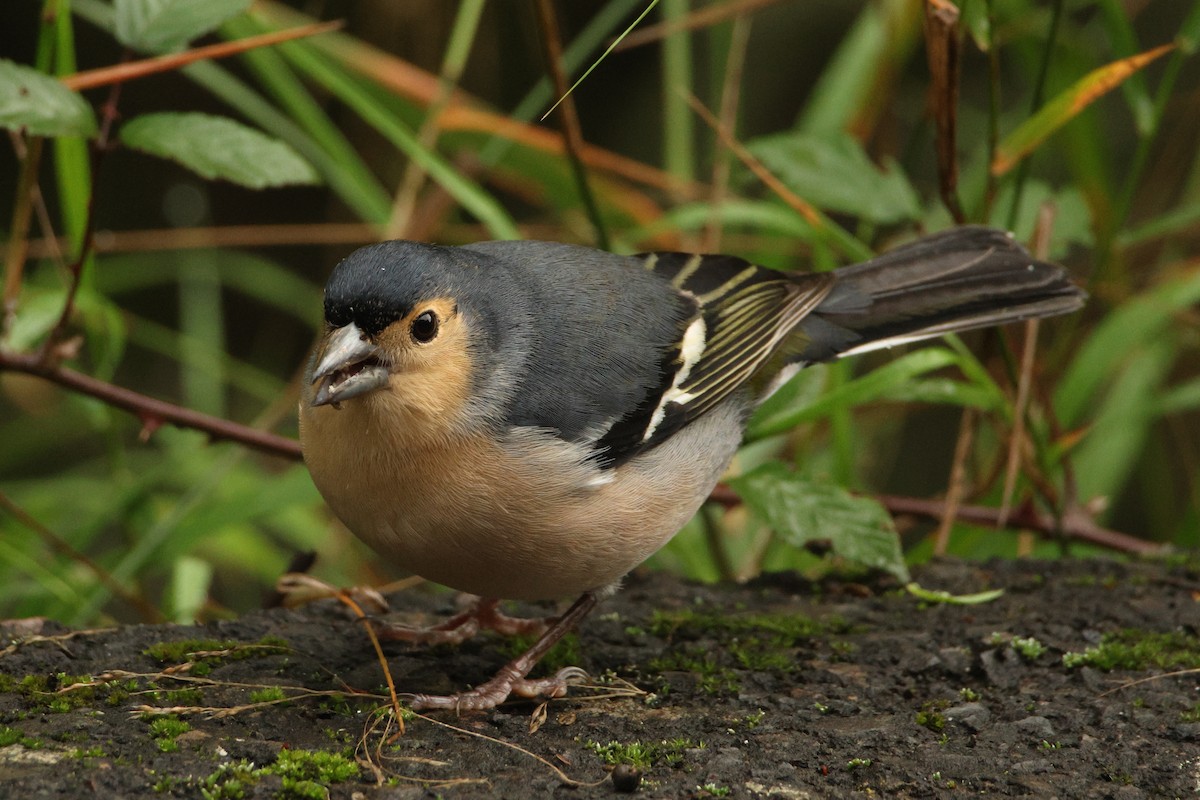 Canary Islands Chaffinch - ML647174728