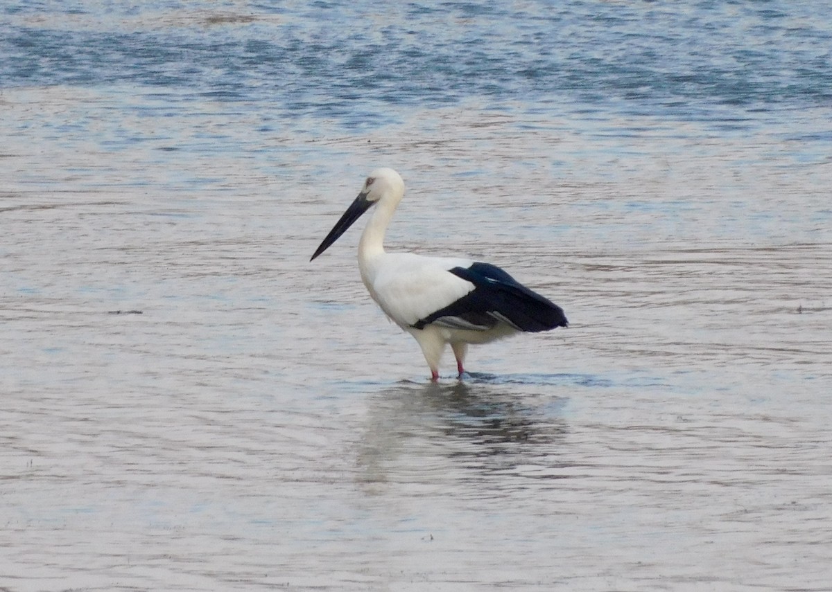 Oriental Stork - ML647174733