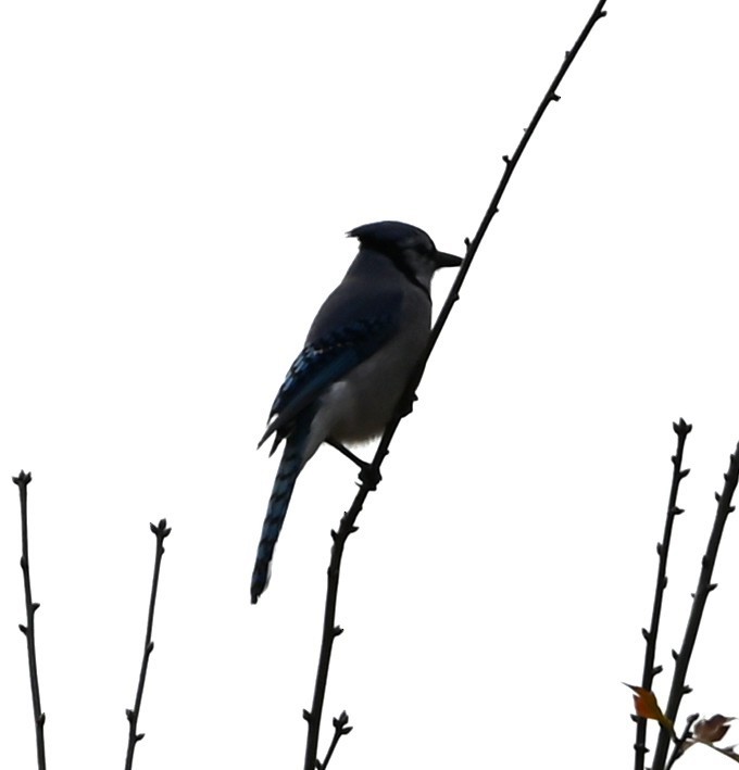 Blue Jay - ML647174758