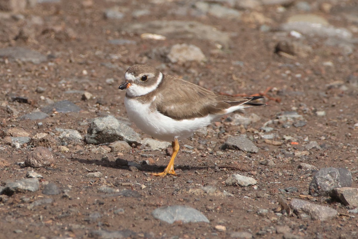 Semipalmated Plover - ML647174761