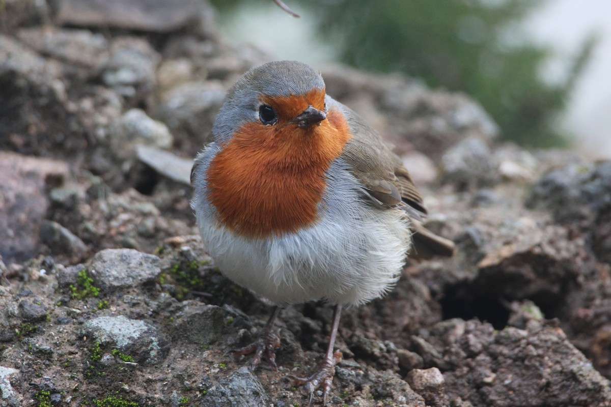 Өрнийн зээрд омруут - ML647174772