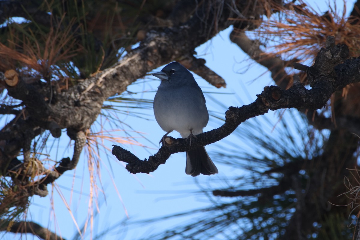 Tenerife Blue Chaffinch - ML647174781