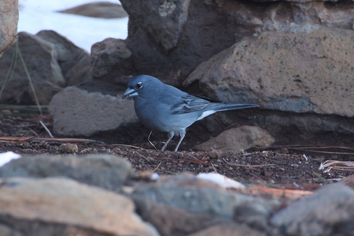 Tenerife Blue Chaffinch - ML647174782