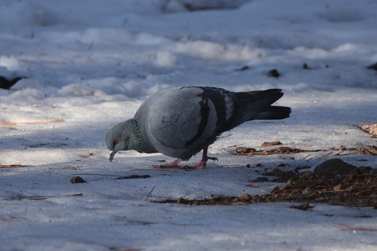 Хөхвөр тагтаа (суурин газрын) - ML647174786