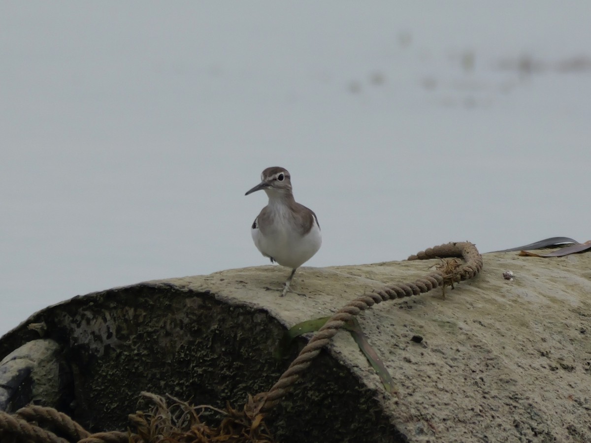 Flussuferläufer - ML647174798