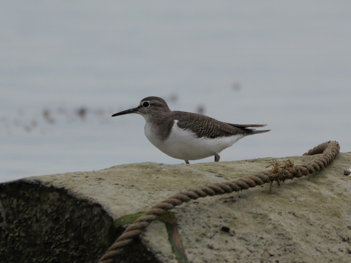 Flussuferläufer - ML647174799