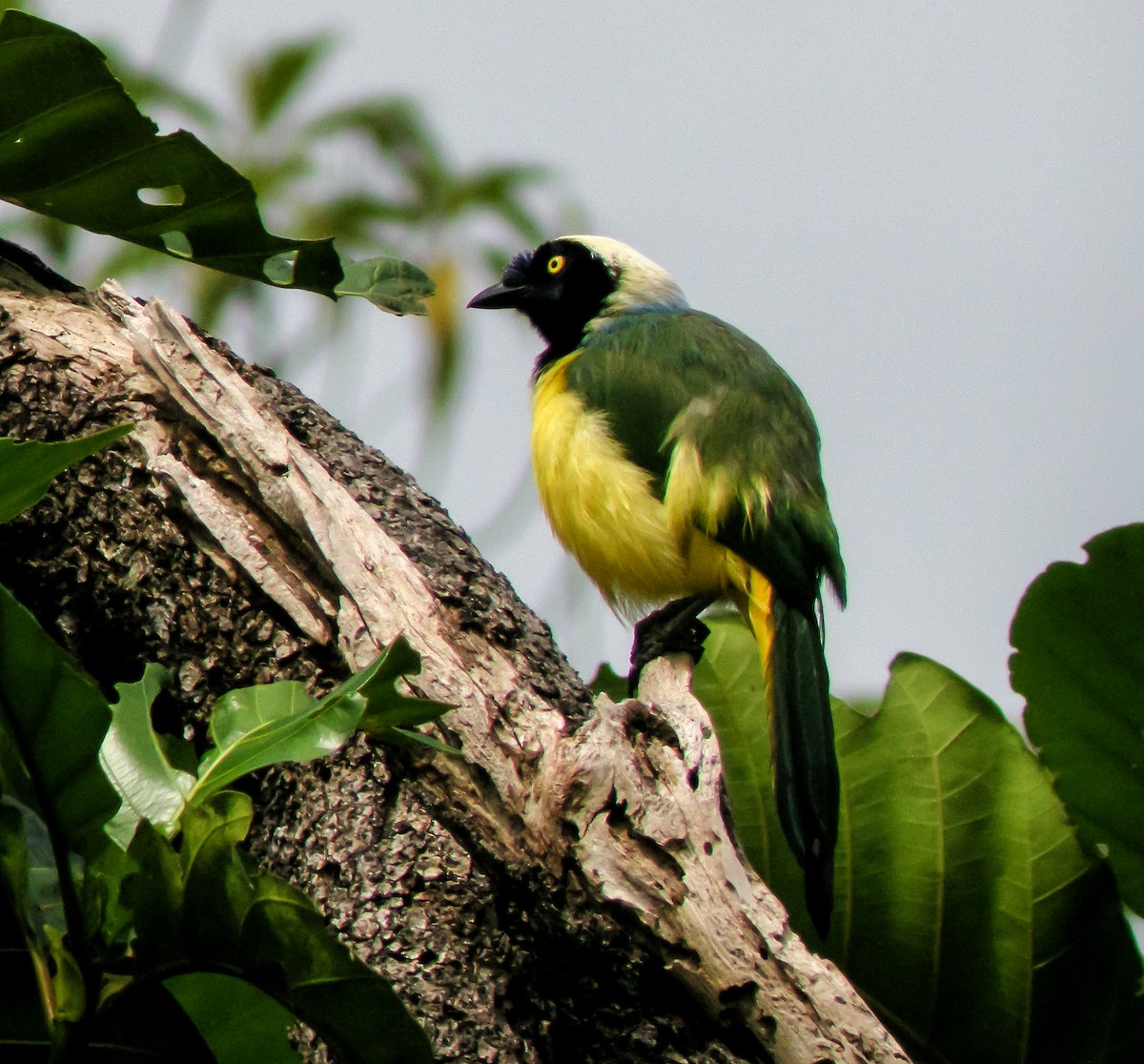 Green Jay - ML647174803