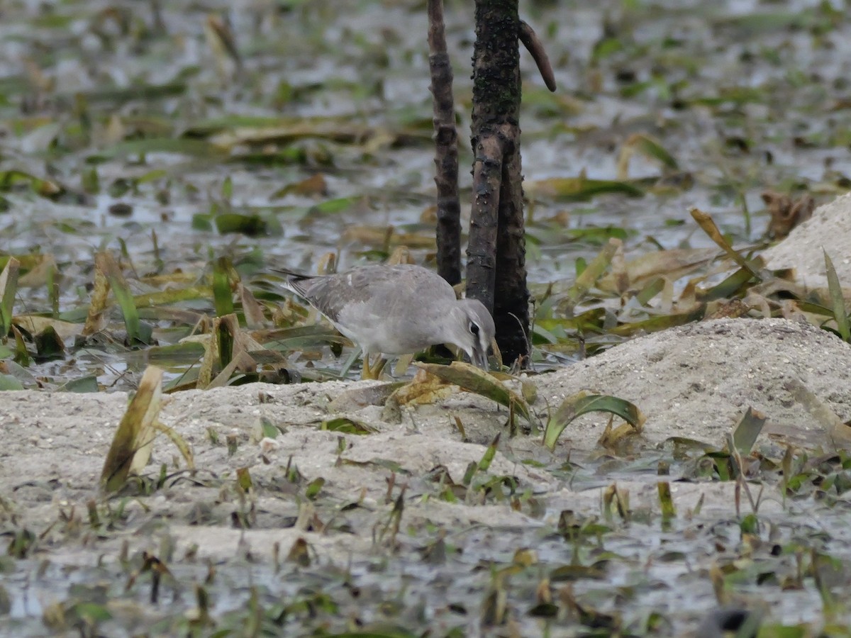 Chevalier de Sibérie - ML647174805