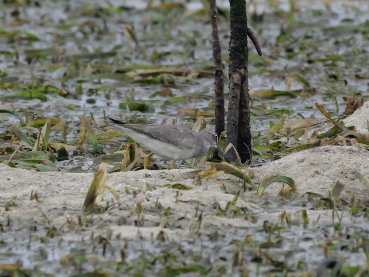 Chevalier de Sibérie - ML647174806