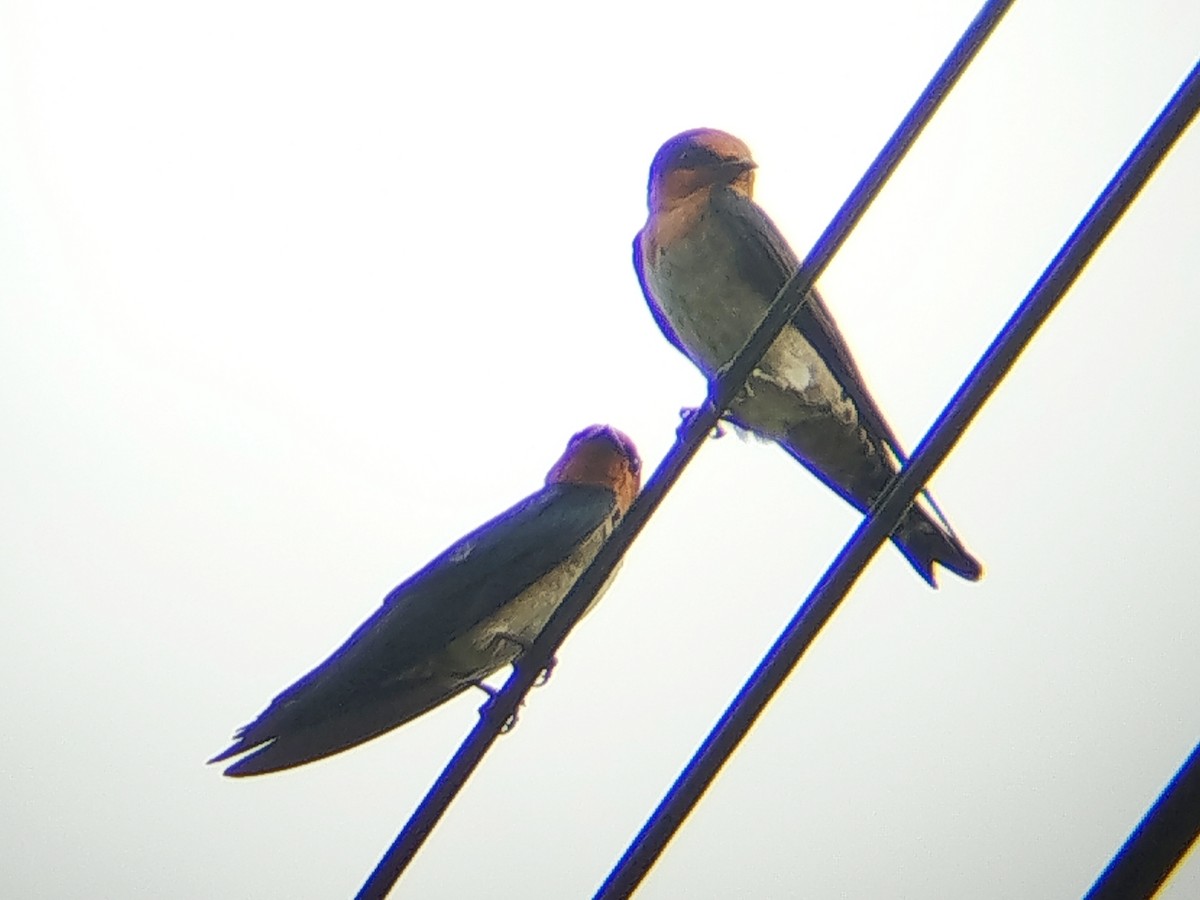 vlaštovka pacifická - ML647174809