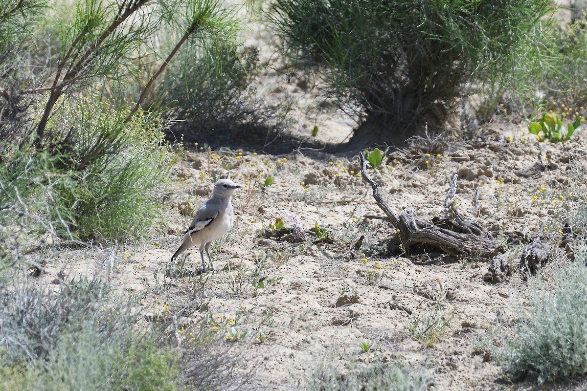 Turkestan Ground-Jay - ML647174811