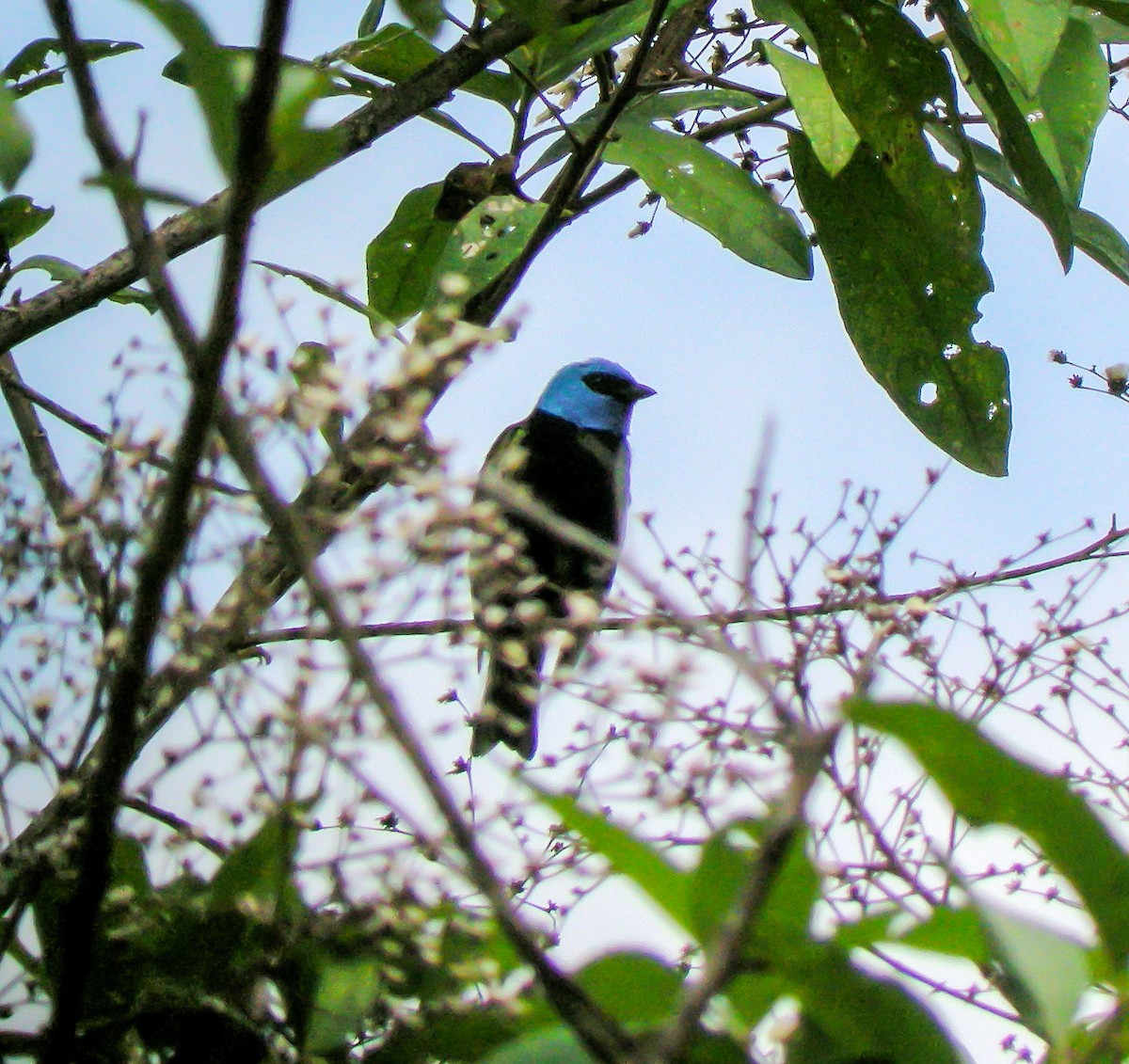 Лазурноголовая танагра - ML647174817