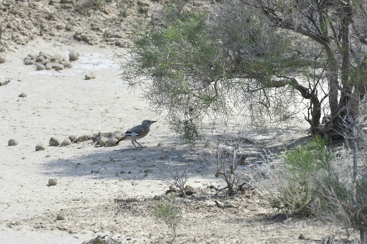 Turkestan Ground-Jay - ML647174837