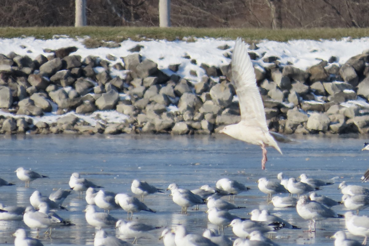 Gavión Hiperbóreo - ML647174840