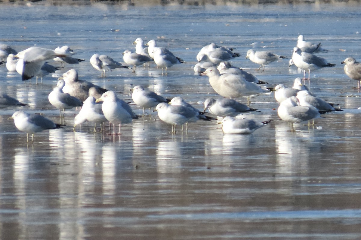 Gavión Hiperbóreo - ML647174841